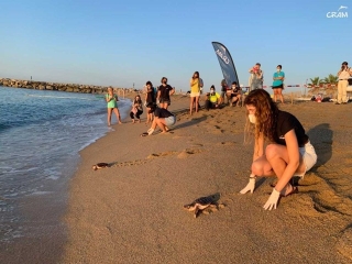 Aquest dilluns 5 de setembre, a les 17.30 h, a la zona central de la platja del Miracle, s’alliberarà un grup de tortugues marines nascudes l’any passat