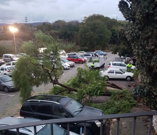 Imatge de l&#039;arbre caigut a l&#039;aparcament del Barri Vell de Valls, aquest dimecres al matí