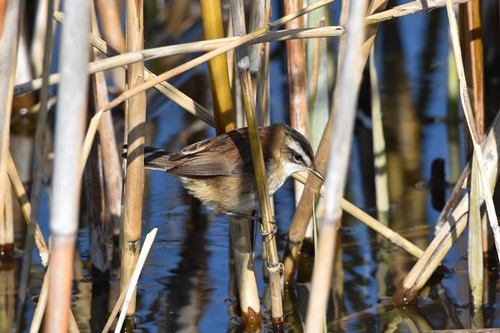 05 Boscarla mostatxuda