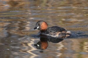 Fotograies: ENRIC PÀMIES