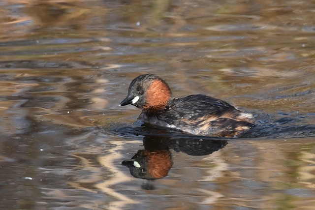 Fotograies: ENRIC PÀMIES