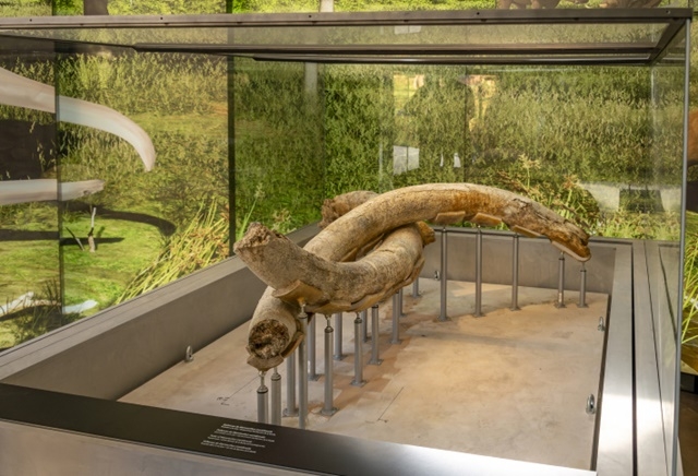 ARXIU / AJUNTAMENT DE LA CANNONJA