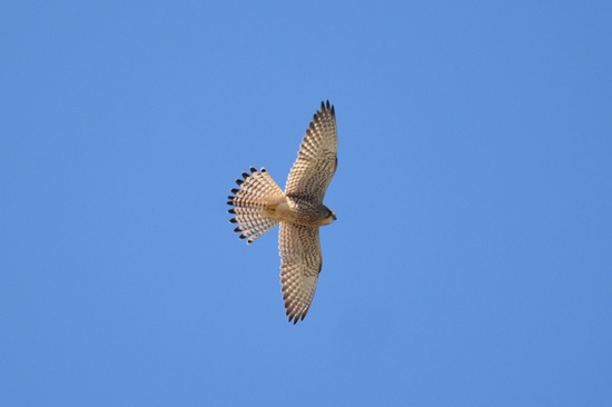 04 rapinyaires migracio