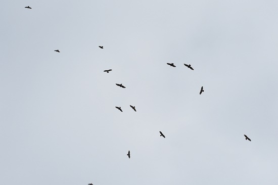 07 rapinyaires migracio