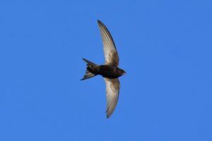 Fotografies: ENRIC PÀMIES