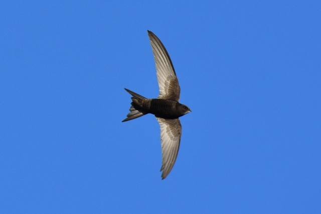 Fotografies: ENRIC PÀMIES