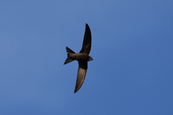 Festa dels falciots 5