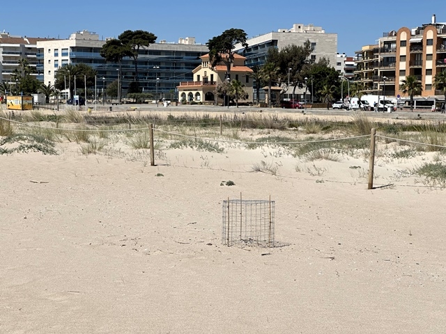 ANNA F. / AJ. DE TORREDEMBARRA