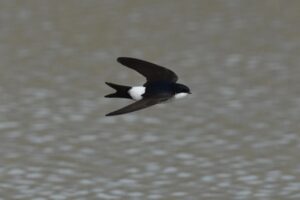 Fotografies: ENRIC PPAMIES