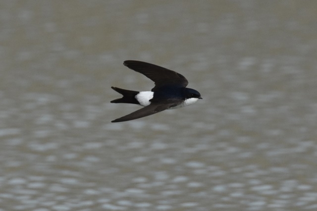 Fotografies: ENRIC PPAMIES