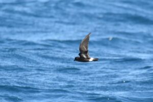 Fotografies: ENRIC PÀMIES