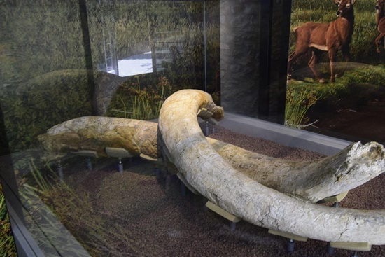 troball Espai Mamutus