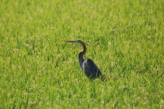 Fotografies: ENRIC PÀMIES