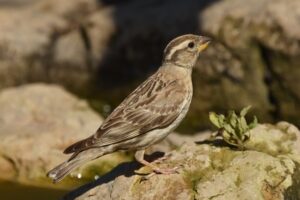 Fotografies: ENRIC PÀMIES