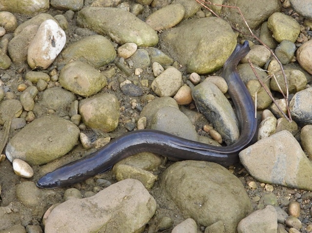 ECOLOGISTES EN ACCIÓ
