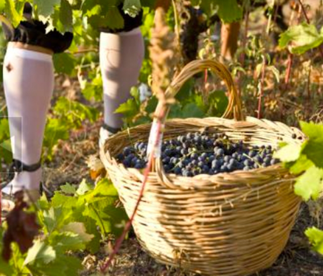 AJUNTAMENT DE POBOLEDA