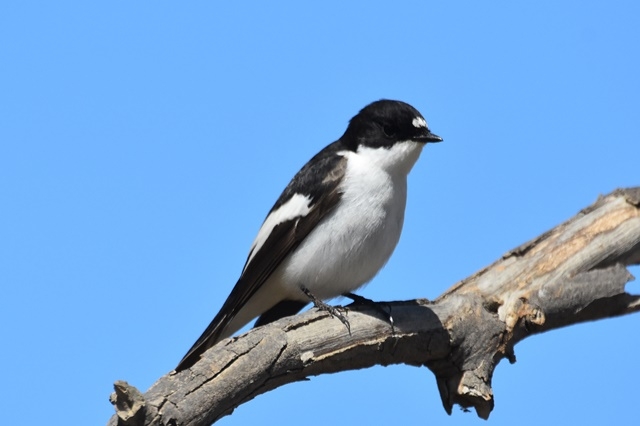 Fotografies: ENRIC PÀMIES