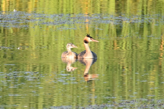 03 cabusso emplomallat