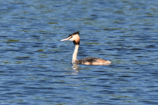 04 cabusso emplomallat