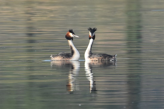 05 cabusso emplomallat