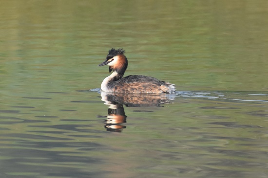 06 cabusso emplomallat