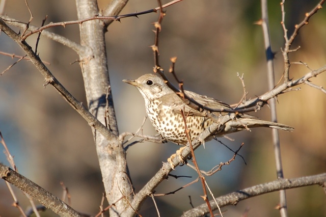 Fotografies: ENRIC PÀMIES
