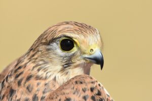 Fotografies: ENRIC PÀMIES