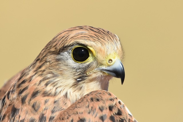 Fotografies: ENRIC PÀMIES