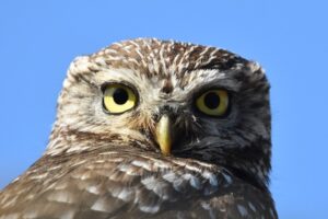 Fotografies: ENRIC PÀMIES