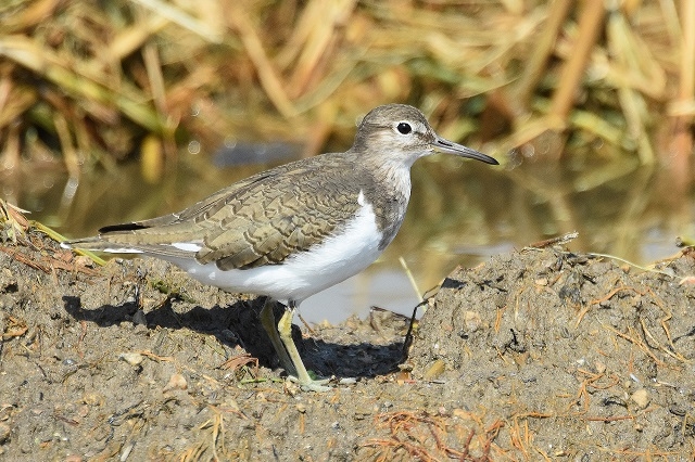 Fotografies: ENRIC PÀMIES