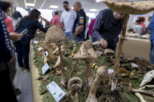 AJUNTAMENT DEL MORELL