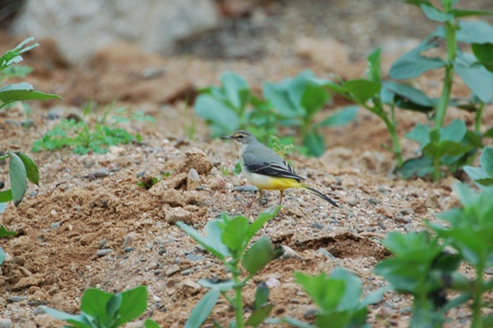 02 cuereta torrentera