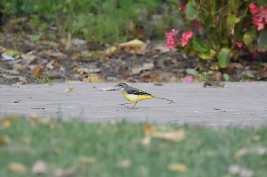 04 cuereta torrentera