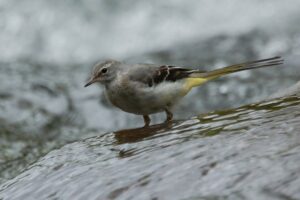 Fotografies: ENRIC PÀMIES