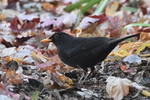 Fotografies: ENRIC PÀMIES