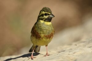 Fotografies: ENRIC PÀMIES