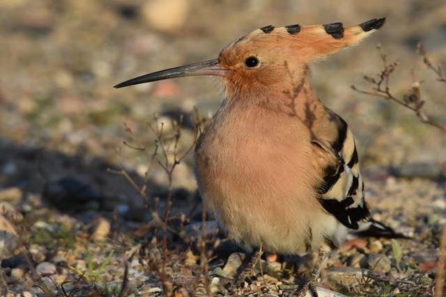 Fotografies: ENRIC PÀMIES