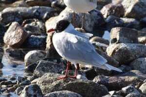 Fotografies: ENRIC PÀMIES