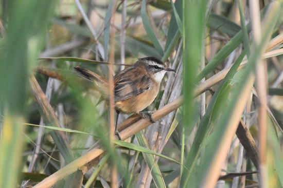 03 Boscarla mostatxuda