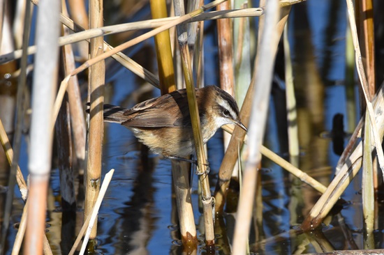 04 Boscarla mostatxuda