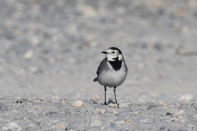 Fotografies: ENRIC PÀMIES