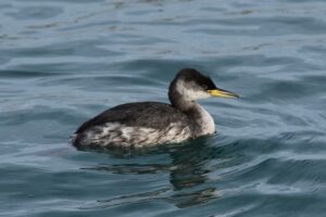 Fotografies: ENRIC PÀMIES