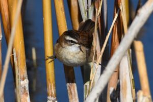 Fotografies: ENRIC PÀMIES