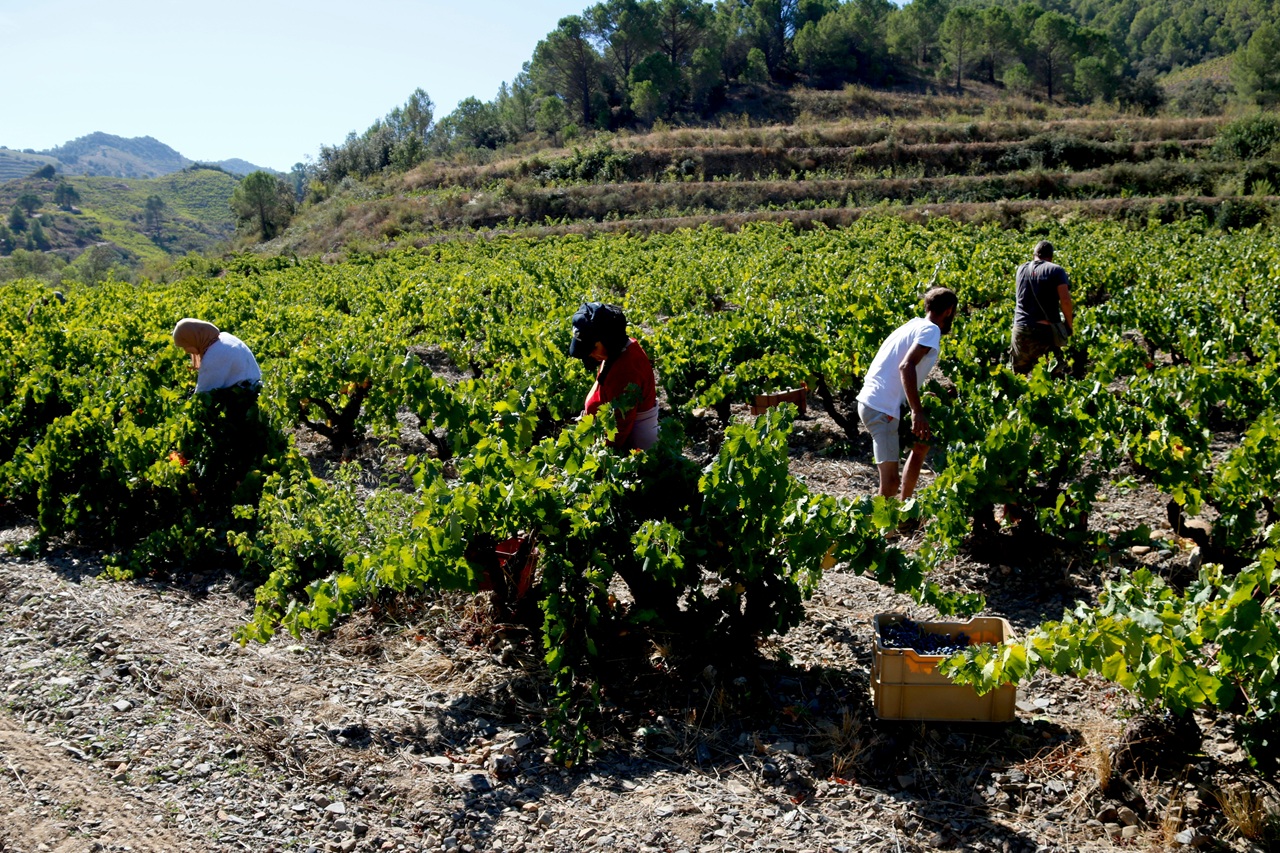 treballadors verema a porrera