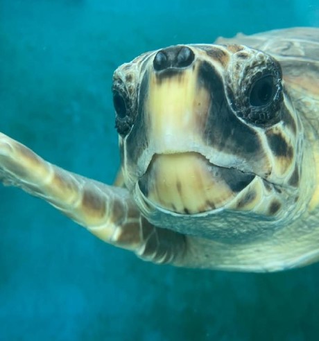 tortuga norix